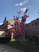 Cherry tree of the Sant'Antonio in Polesine monastery