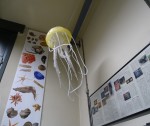 
Modello ingrandito della medusa Pelagia benovici, esposto al Museo Civico di Storia Naturale di Ferrara, trovata in Adriatico e descritta per la prima volta nel 2014. Fotografia di Carla Corazza ©
