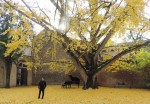 Ginkgo biloba della Biblioteca Ariostea 