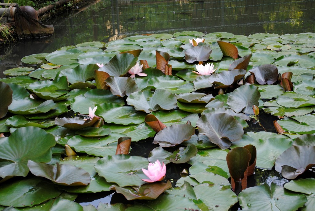Giardino delle ninfee museoferrara Parco delle ninfee