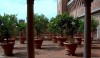 Veduta sul giardino con i vasi di agrumi